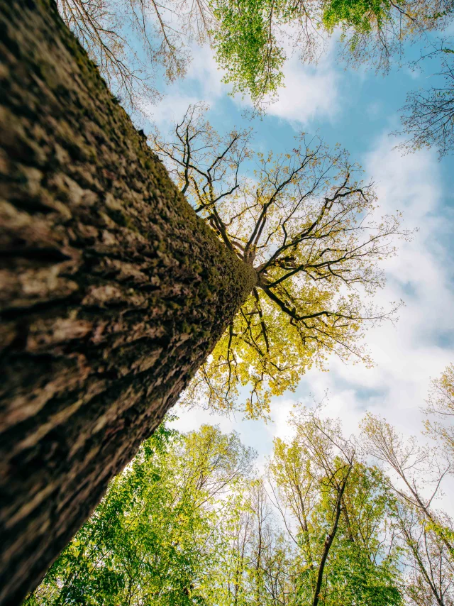 foret-de-troncais-04