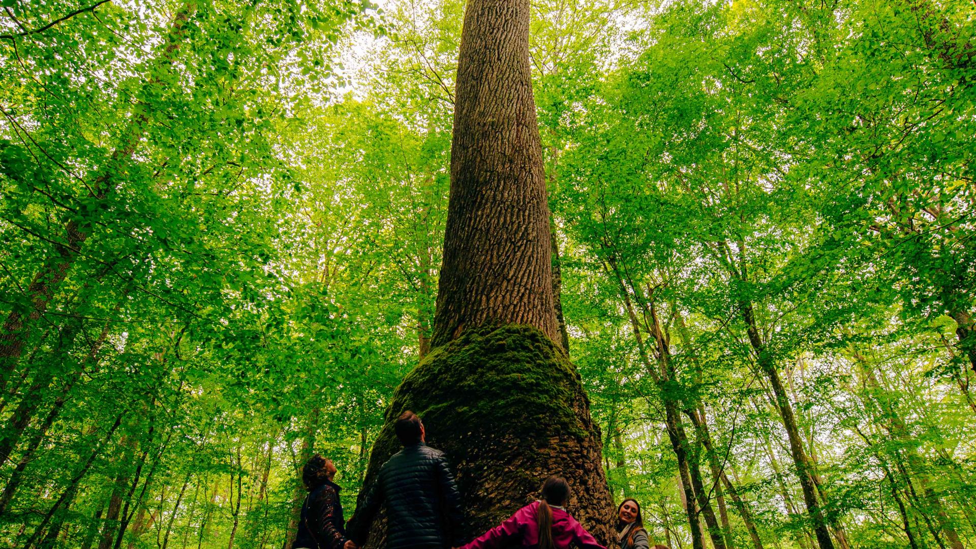 Majestueuse Forêt de Tronçais | Office de tourisme de vallée coeur de ...