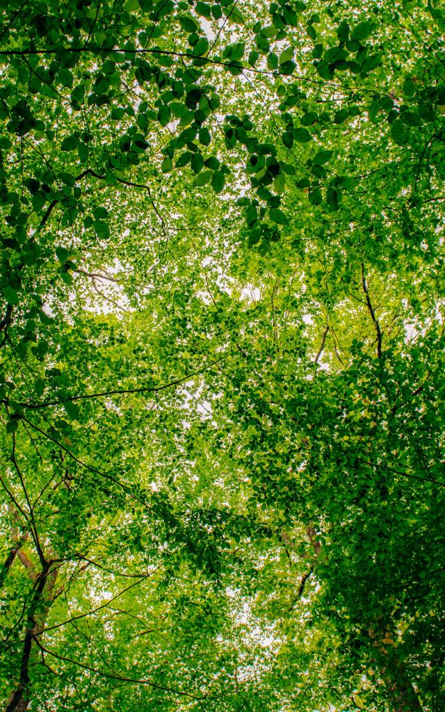 foret-de-troncais-02